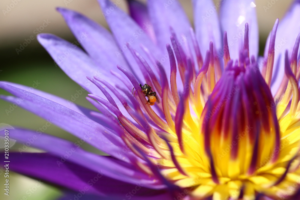 Lotus beautiful, Purple lotus carpel close up flower, Lotus flower close up, Lotus blossom nature Lotus beautiful, Purple lotus carpel close up flower, Lotus flower close up, Lotus blossom nature