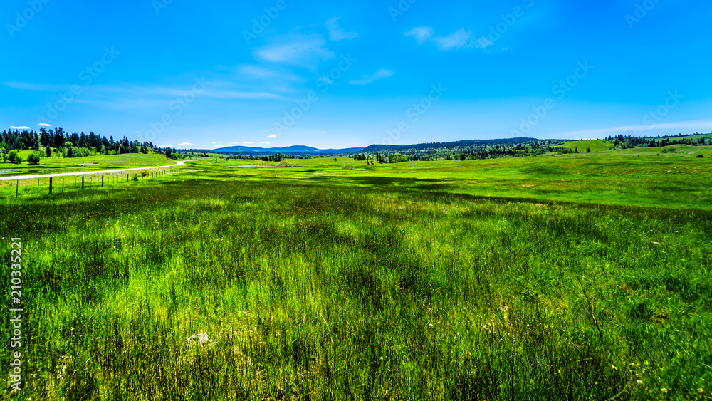 Lush Grasslands along Highway 5A, the Kamloops-Princeton Highway, between the towns of Merritt and Princeton in British Columbia, Canada
