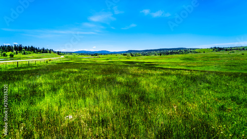 Lush Grasslands along Highway 5A  the Kamloops-Princeton Highway  between the towns of Merritt and Princeton in British Columbia  Canada  