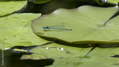 Blaue Federlibelle auf einem Blatt im Teich photo