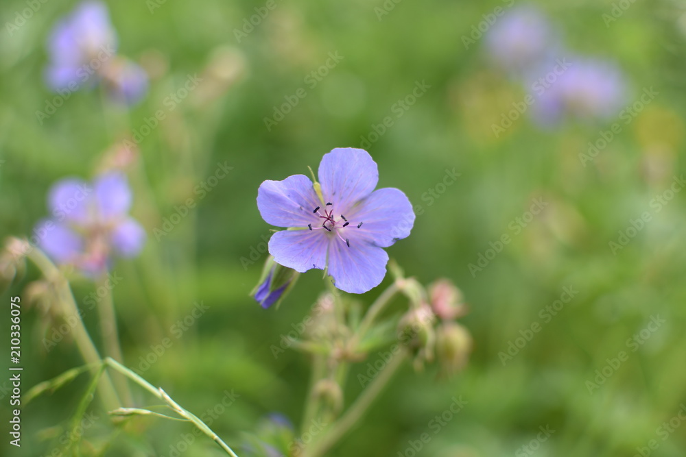 close-up of violet flowering plant Geranium pratense on summer meadow, on a soft blurred background of green leaves and grass close-up of violet flowering plant Geranium pratense on summer meadow, on a soft blurred background of green leaves and grass