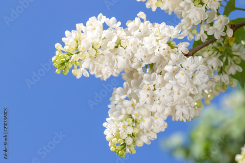 fresh blossomed white lilac with green leaves.