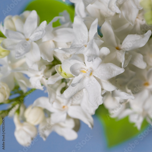 fresh blossomed white lilac with green leaves.