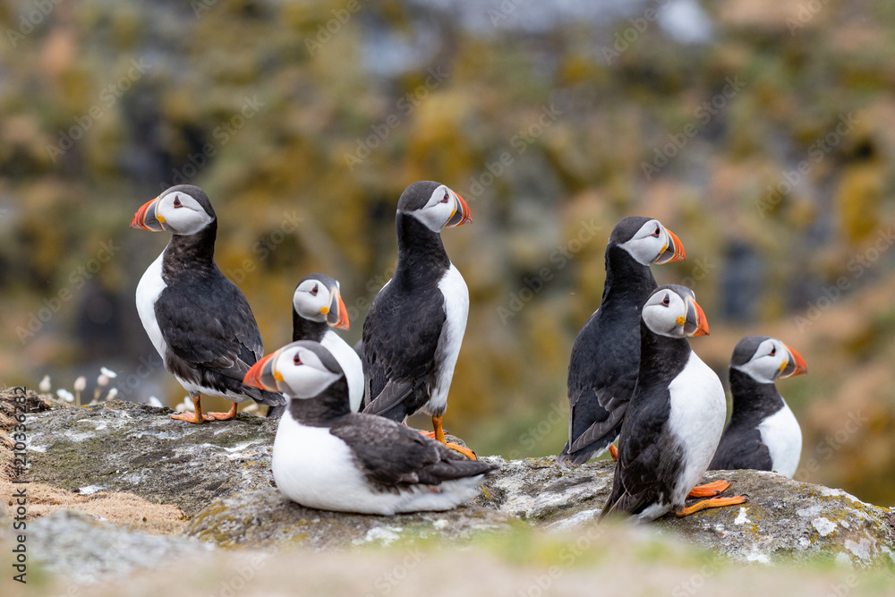 Fototapeta premium Atlantic Puffins (Fratercula arctica), standing on the cliff at Isle of May
