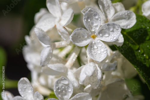springtime bunches of lilac blossoms on branches