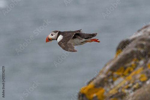 Atlantic Puffin (Fratercula arctica) in flight, Scotland, UK. photo