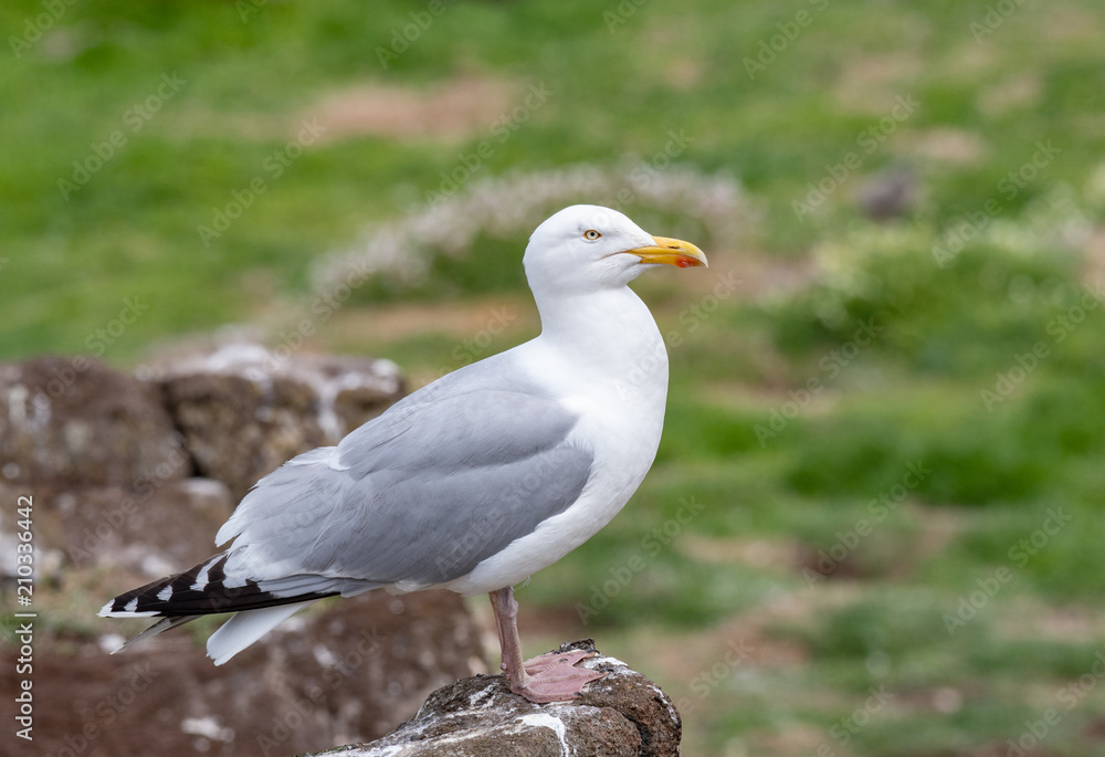 Close up view of European herring gull (Larus argentatus). Close up view of European herring gull (Larus argentatus).