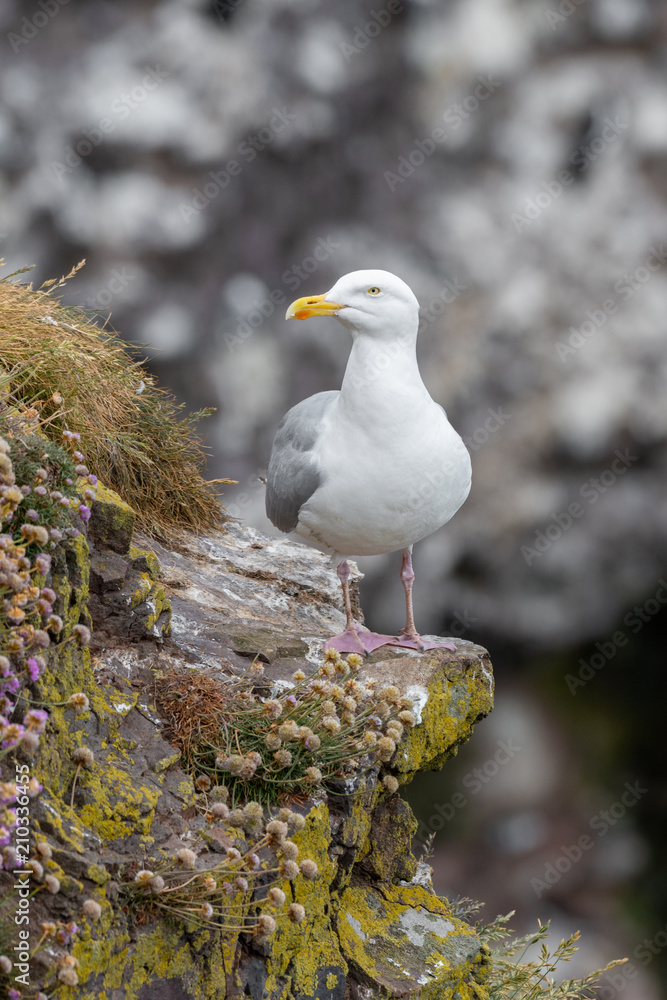 Naklejka premium Close up view of European herring gull (Larus argentatus).