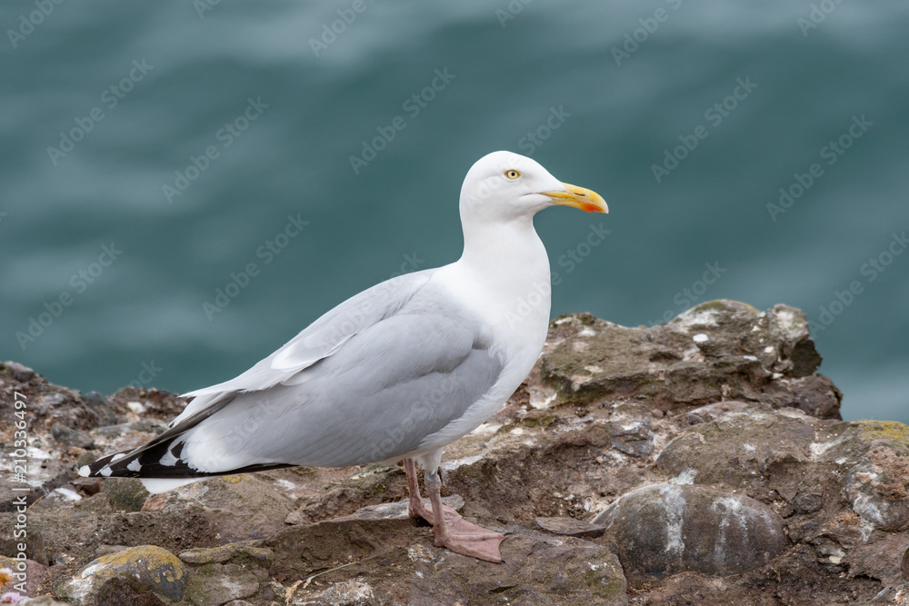 Close up view of European herring gull (Larus argentatus). Close up view of European herring gull (Larus argentatus).