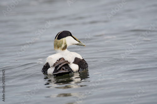 Common Eider Duck - Somateria mollissima Male