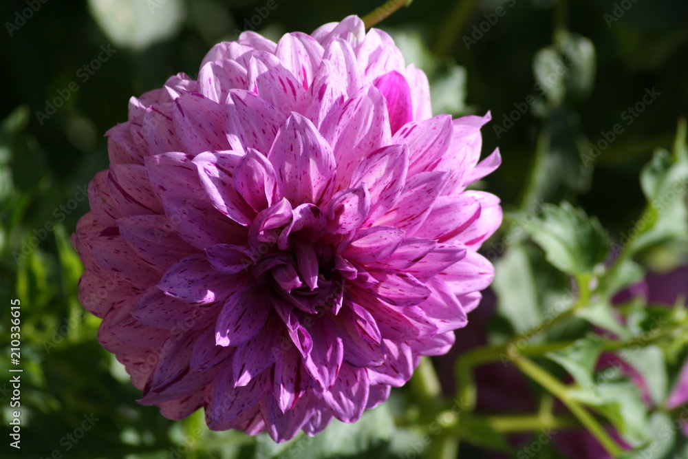 Dalia Morada Dalia Morada