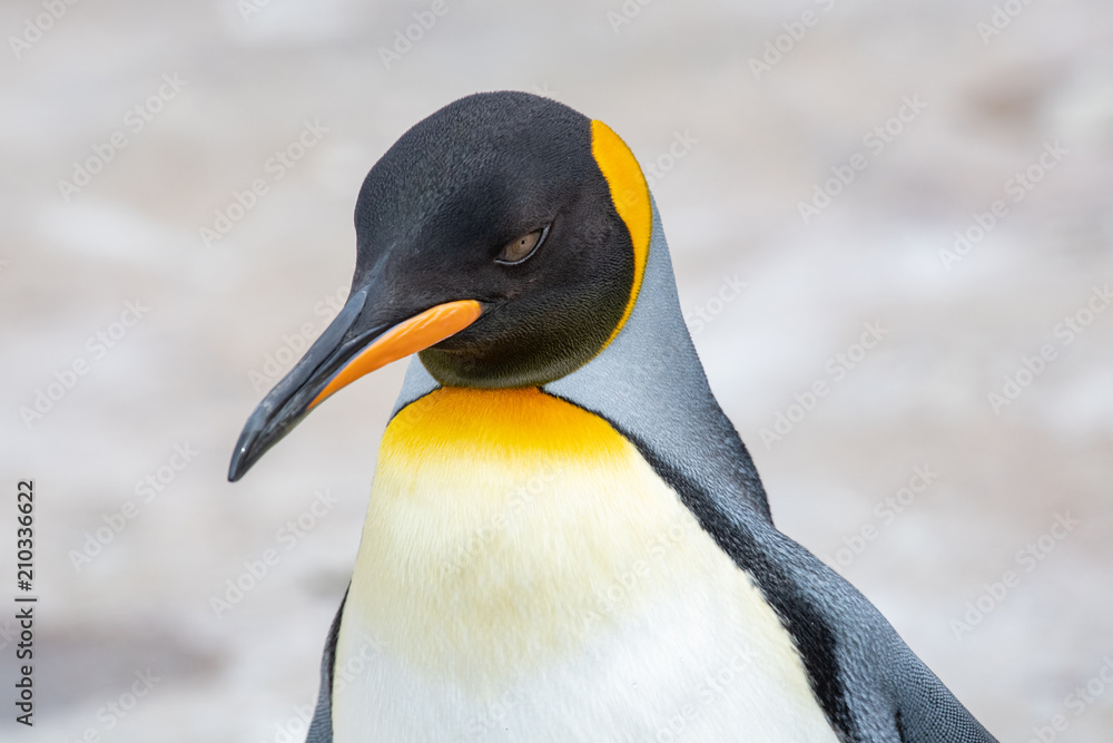 Naklejka premium Close up shot of King Penguin - Aptenodytes patagonicus