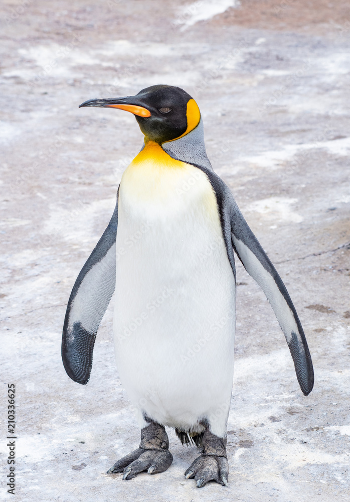 Fototapeta premium Close up shot of King Penguin - Aptenodytes patagonicus