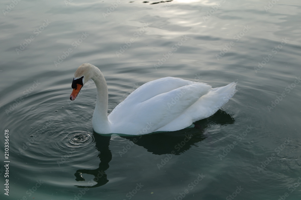 Obraz premium Cisne Blanco