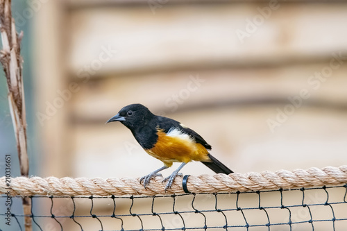 Φωτογραφία Montserrat oriole (Icterus oberi) on a net.Selective focus