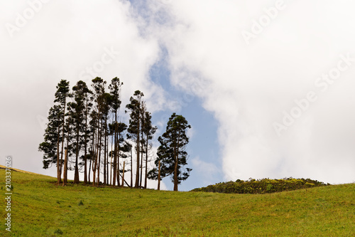 Group of trees in a green meadow in a hilly landscape, in the sky clouds with gap - Location: Azores, Island Sao Jorge photo