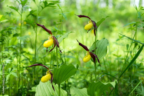 Four rare specieswild orchids  Lady's Slipper Real  (Cypripedium calceolus) in the forest. photo