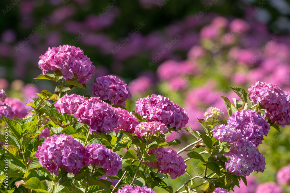 Hydrangea at Hattori Farm in Mobara City, Chiba Prefecture, Japan / Hattori farm is a famous place called a hydrangea mansion Hydrangea at Hattori Farm in Mobara City, Chiba Prefecture, Japan / Hattori farm is a famous place called a hydrangea mansion