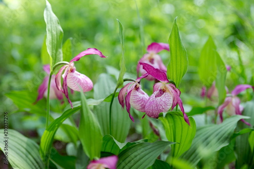 Group rare species of wild orchids grandiflora Lady's Slipper (Cypripedium ventricosum) against the background of green grass. photo