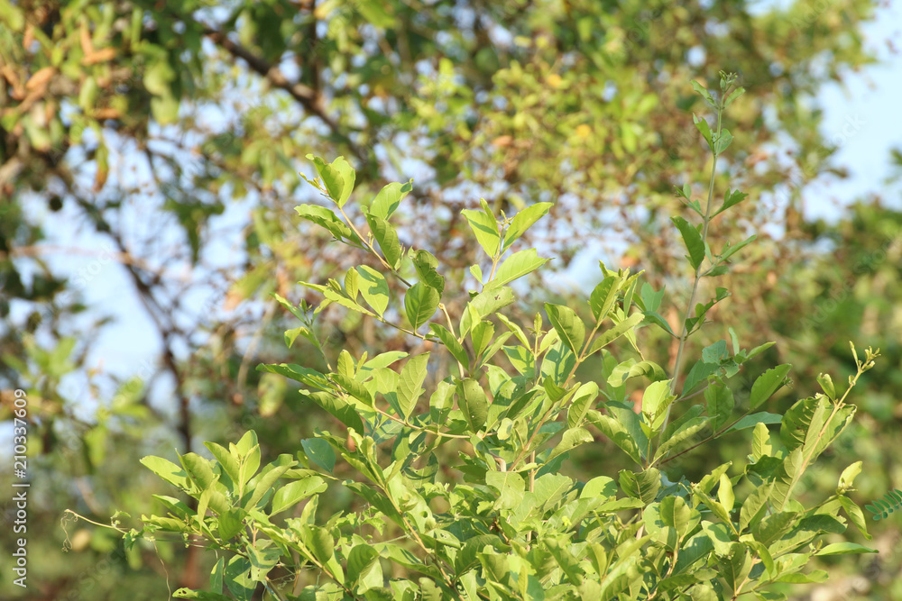 Tree background, forest, leafs green fresh, environment bloom garden park tree background nature Tree background, forest, leafs green fresh, environment bloom garden park tree background nature
