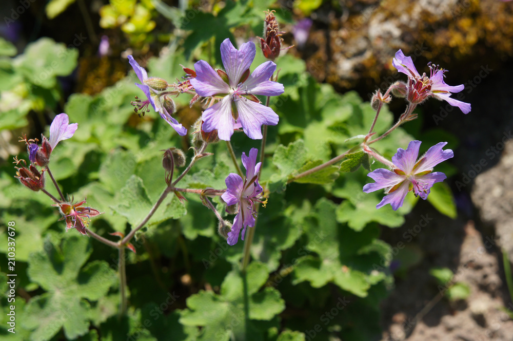 Geranium renardii purple violet flowers with green Geranium renardii purple violet flowers with green
