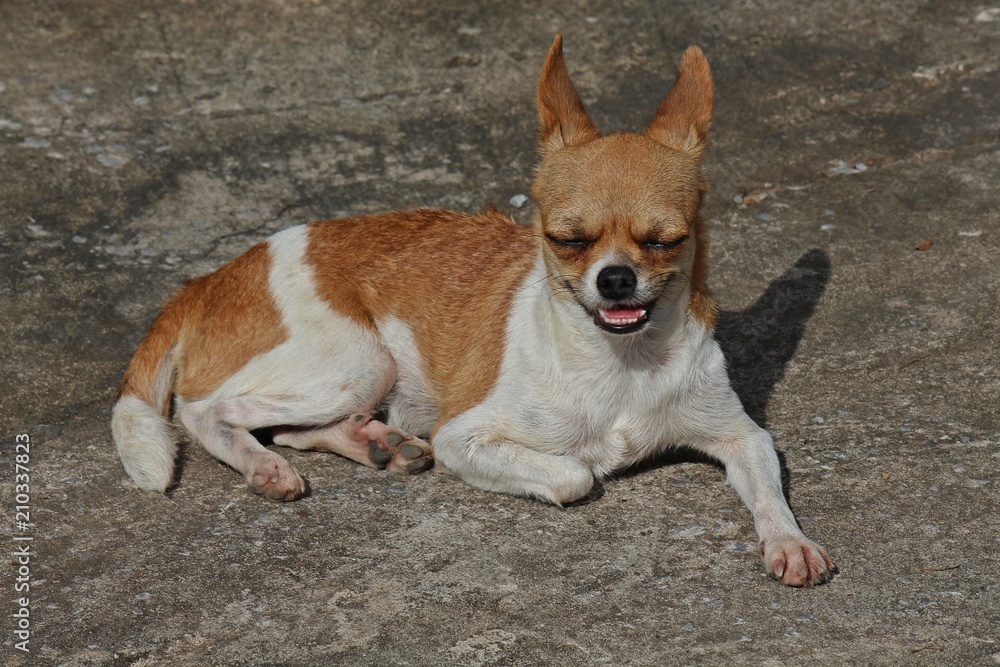 Cute dog,  be small-sized dog,  there is the prominent point that eyes and ears,  see it at UDONTHANI province THAILAND.