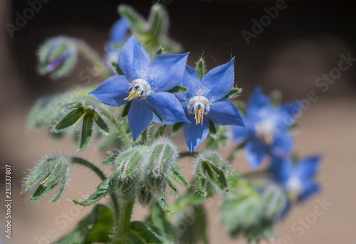 Borretschpflanze mit blauen essbaren Blüten photo