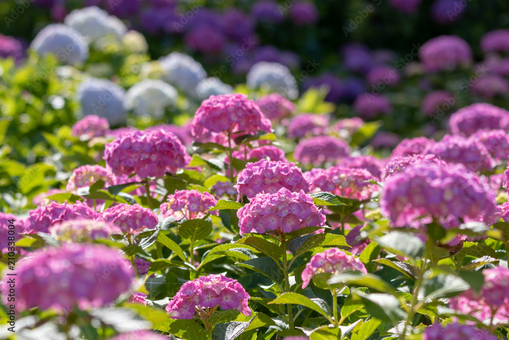 Hydrangea at Hattori Farm in Mobara City, Chiba Prefecture, Japan / Hattori farm is a famous place called a hydrangea mansion Hydrangea at Hattori Farm in Mobara City, Chiba Prefecture, Japan / Hattori farm is a famous place called a hydrangea mansion