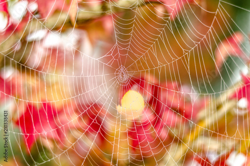 Web on the background of autumn foliage