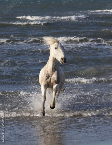 Beautiful White Horses of Camargue France