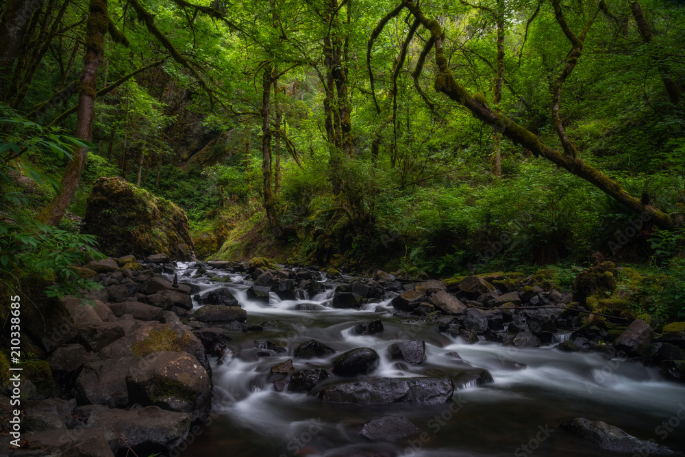 Lush tranquil forest creeks of the Pacific Northwest Lush tranquil forest creeks of the Pacific Northwest