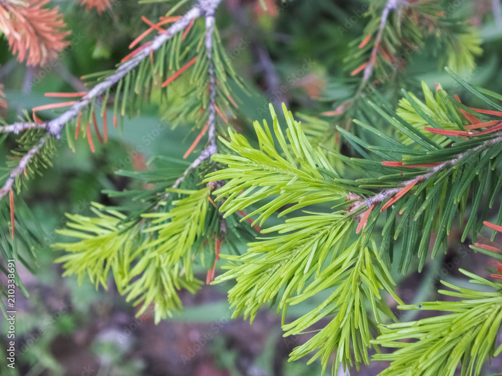 fir-tree-02 fir-tree-02