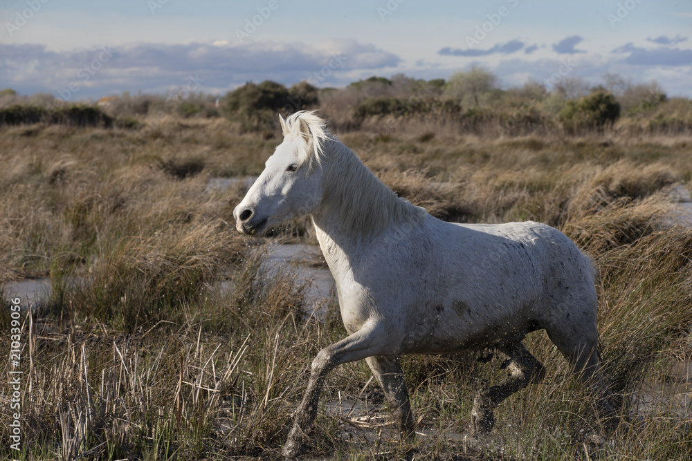 Beautiful White Horses of Camargue France Beautiful White Horses of Camargue France