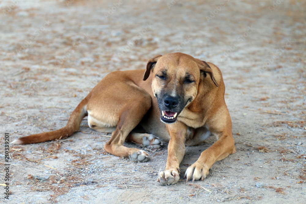 Brown dog good mood and smiling dog Brown dog good mood and smiling dog