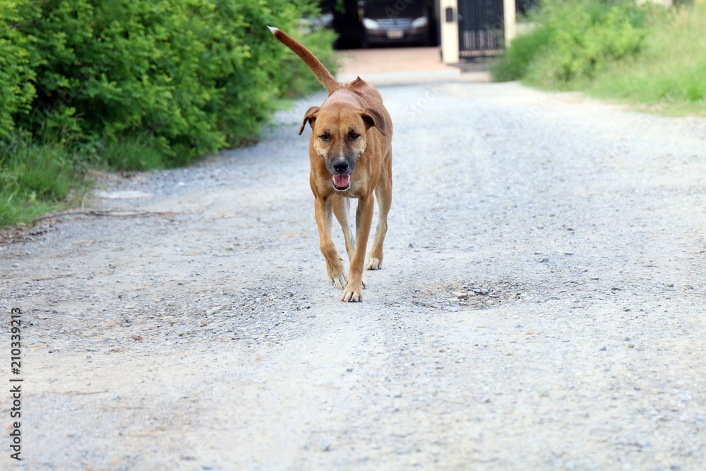 Brown dog good mood Walking in front and smiling dog