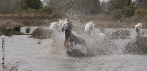 Beautiful White Horses of Camargue France photo