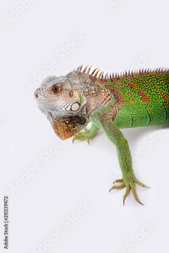 iguana on white background