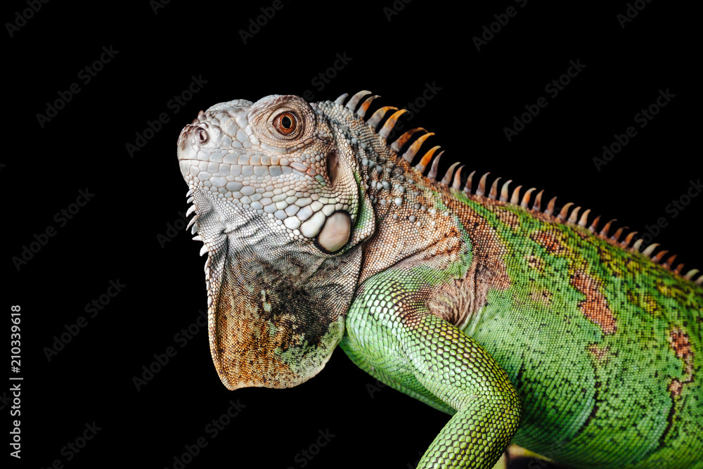 iguana on black background iguana on black background
