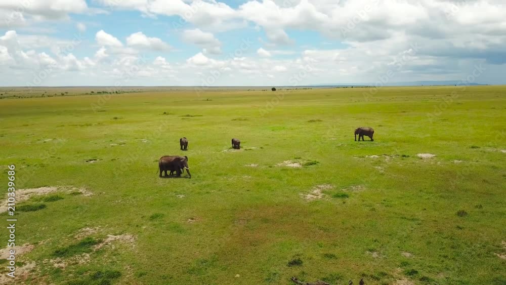elephant family in african savannah in Kenya elephant family in african savannah in Kenya