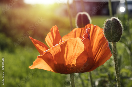 Fototapeta Naklejka Na Ścianę i Meble -  Poppy flower on a meadow