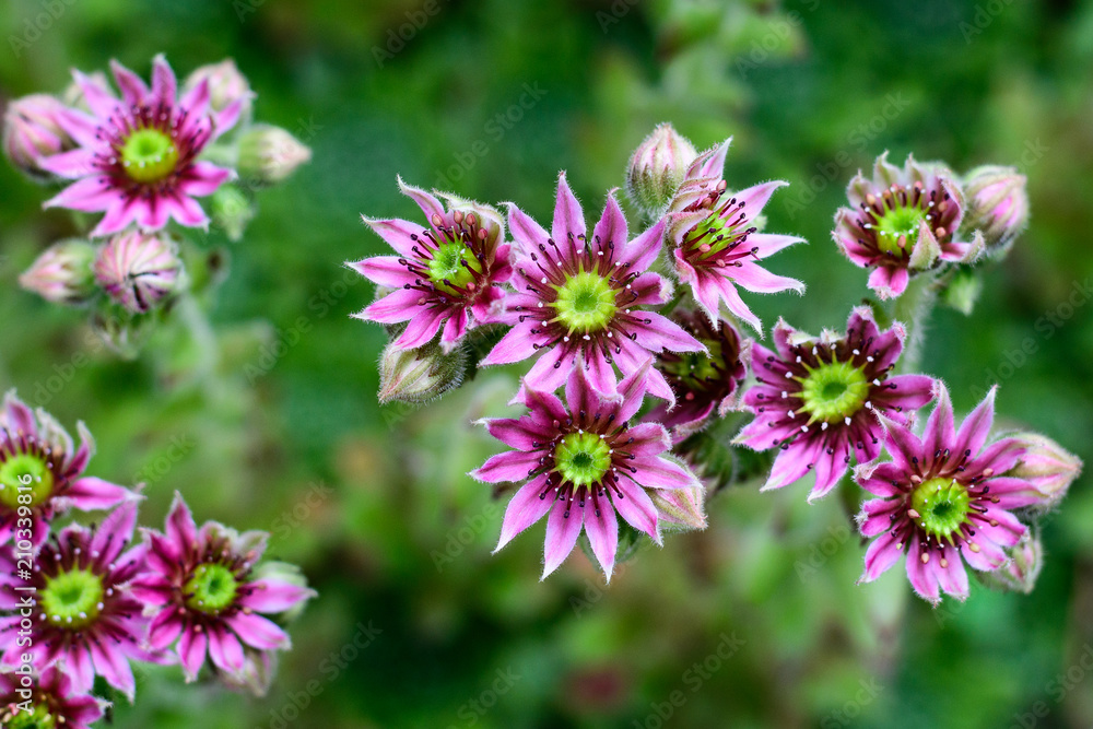 Succulents, vertical of hen and chicks plants in bloom, flowers with pink petals and yellow centers, against a blurred green background
Succulents, vertical of hen and chicks plants in bloom, flowers with pink petals and yellow centers, against a blurred green background