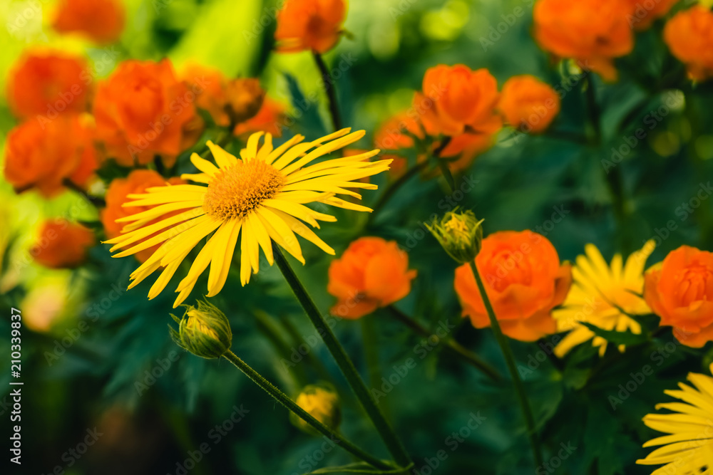 Beautiful arnica close up grow on background of warm globeflowers with copy space. Bright yellow fresh plants with orange center in macro on green and fairy background. Medicinal plants. Beautiful arnica close up grow on background of warm globeflowers with copy space. Bright yellow fresh plants with orange center in macro on green and fairy background. Medicinal plants.