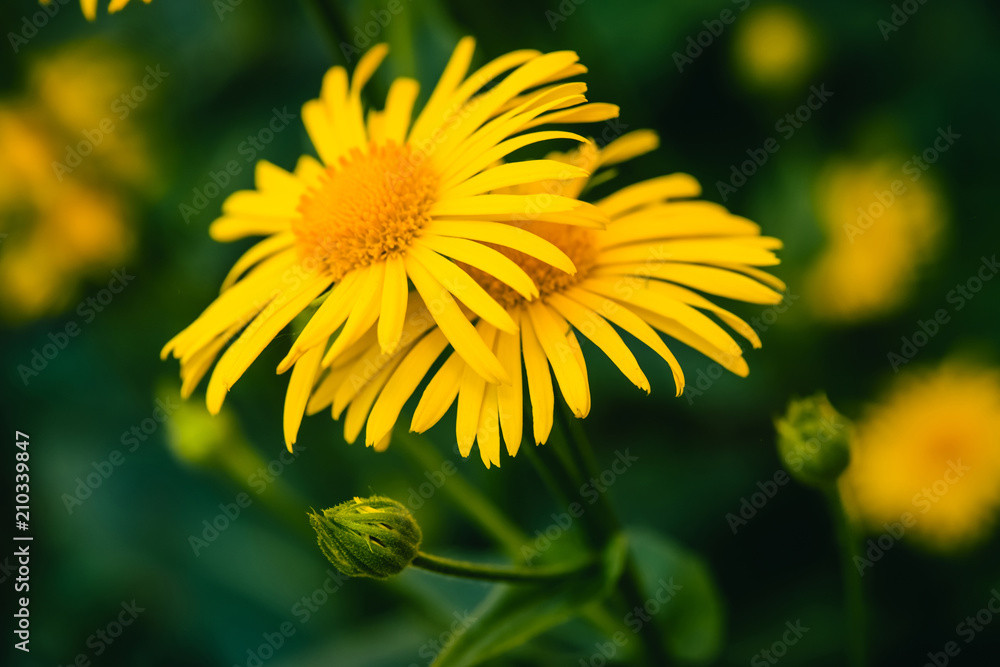 Two beautiful arnica grow in contact close up. Bright yellow fresh flowers with orange center on green background with copy space. Medicinal plants. Two beautiful arnica grow in contact close up. Bright yellow fresh flowers with orange center on green background with copy space. Medicinal plants.