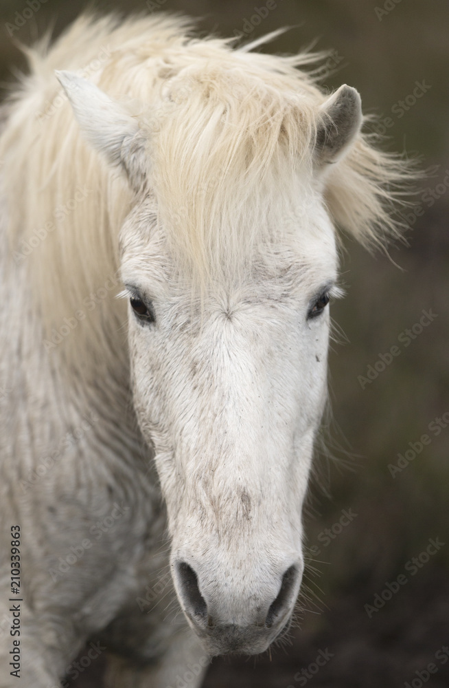Beautiful White Horses of Camargue France Beautiful White Horses of Camargue France