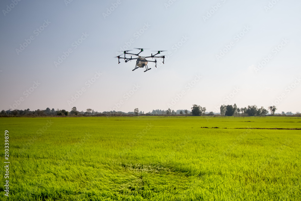 agriculture drone fly on sky and rice field agriculture drone fly on sky and rice field