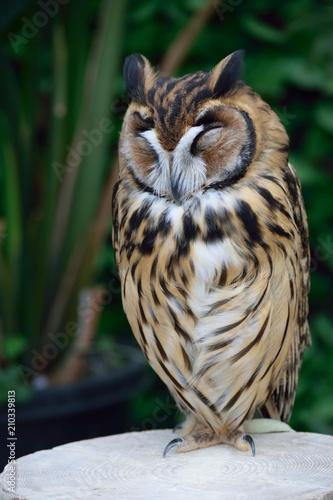 ウサギフクロウ