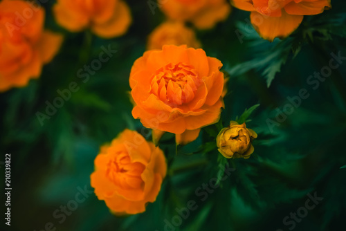 Group of Trollius Asiaticus with copy space on greenery. Beautiful orange flowers of globeflower close up.