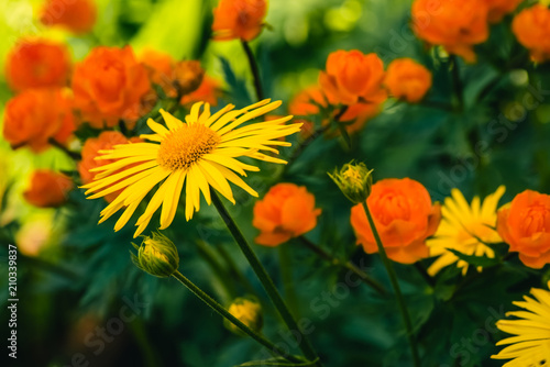 Beautiful arnica close up grow on background of warm globeflowers with copy space. Bright yellow fresh plants with orange center in macro on green and fairy background. Medicinal plants.