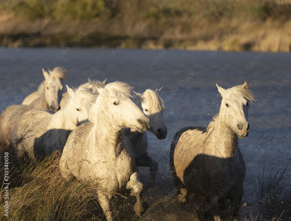 Beautiful White Horses of Camargue France Beautiful White Horses of Camargue France