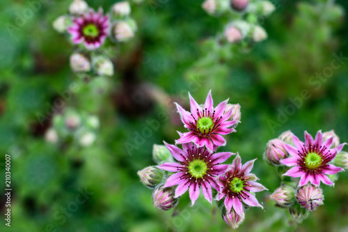 Succulents  vertical of hen and chicks plants in bloom  flowers with pink petals and yellow centers  against a blurred green background  